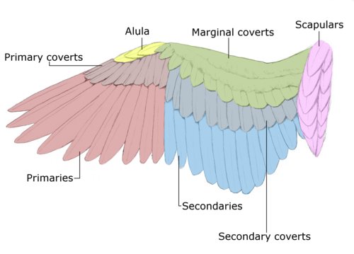 Parrot Anatomy