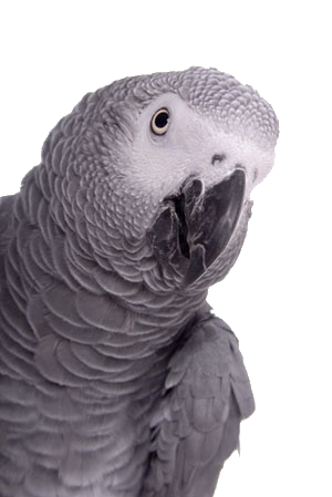 african grey parrot quiz parrots