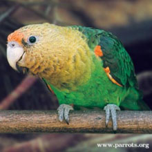 WPT Cape Parrot