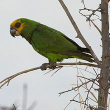 Yellow fronted Parrot