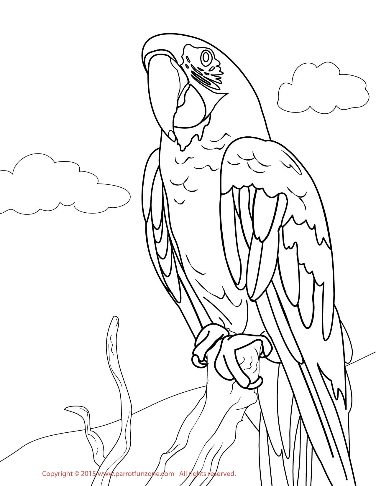 macaw coloring pages print - photo #37