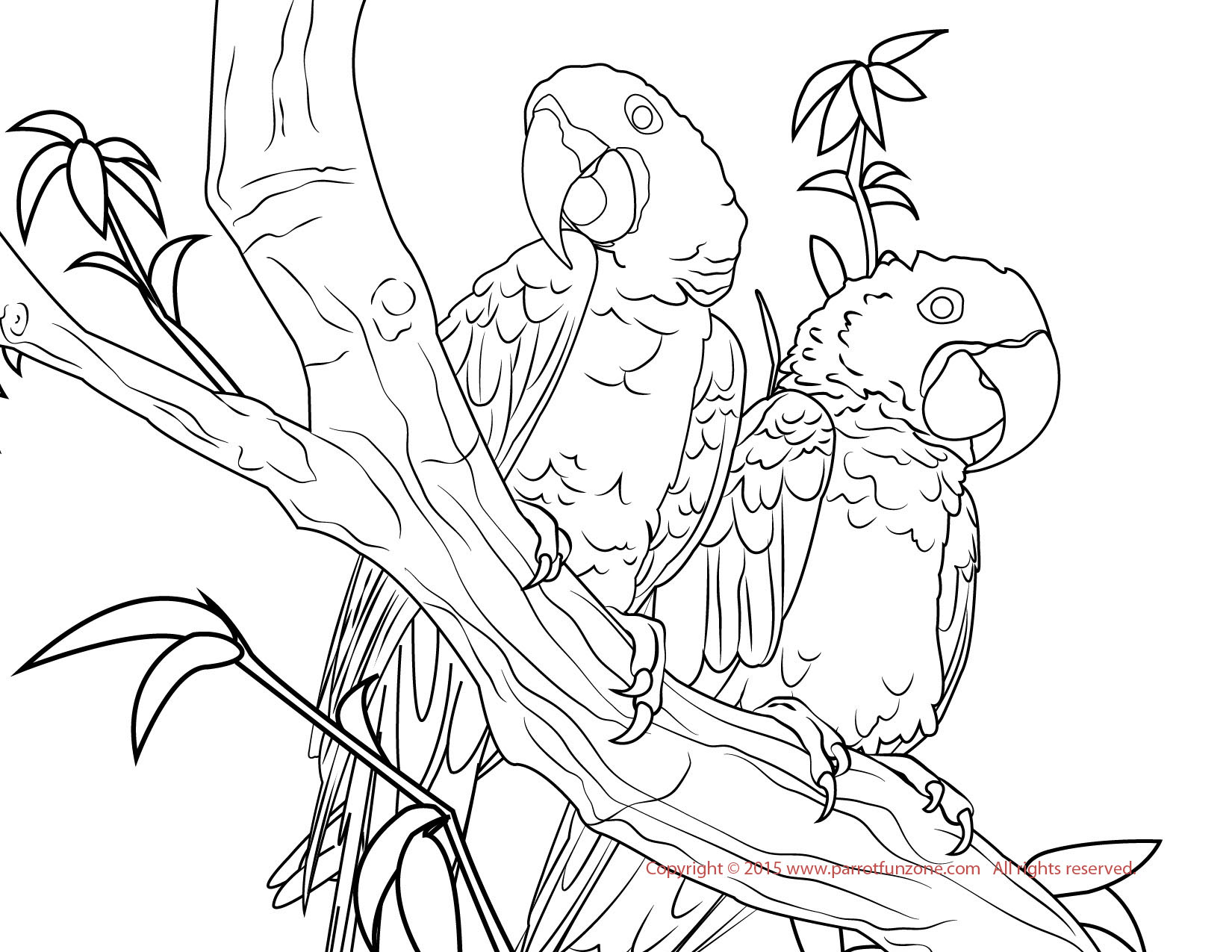 macaw coloring pages - photo #28