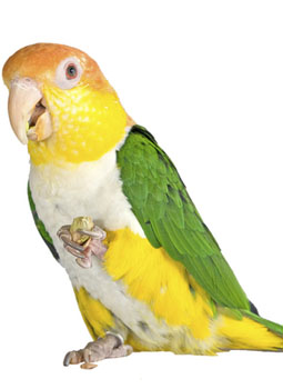 White-bellied Caique