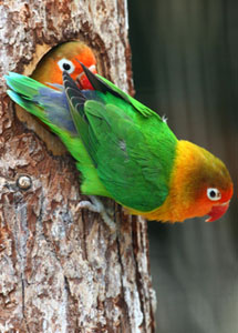 Fischers Lovebirds at Nest