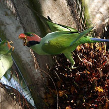 Long-tailed parakeet