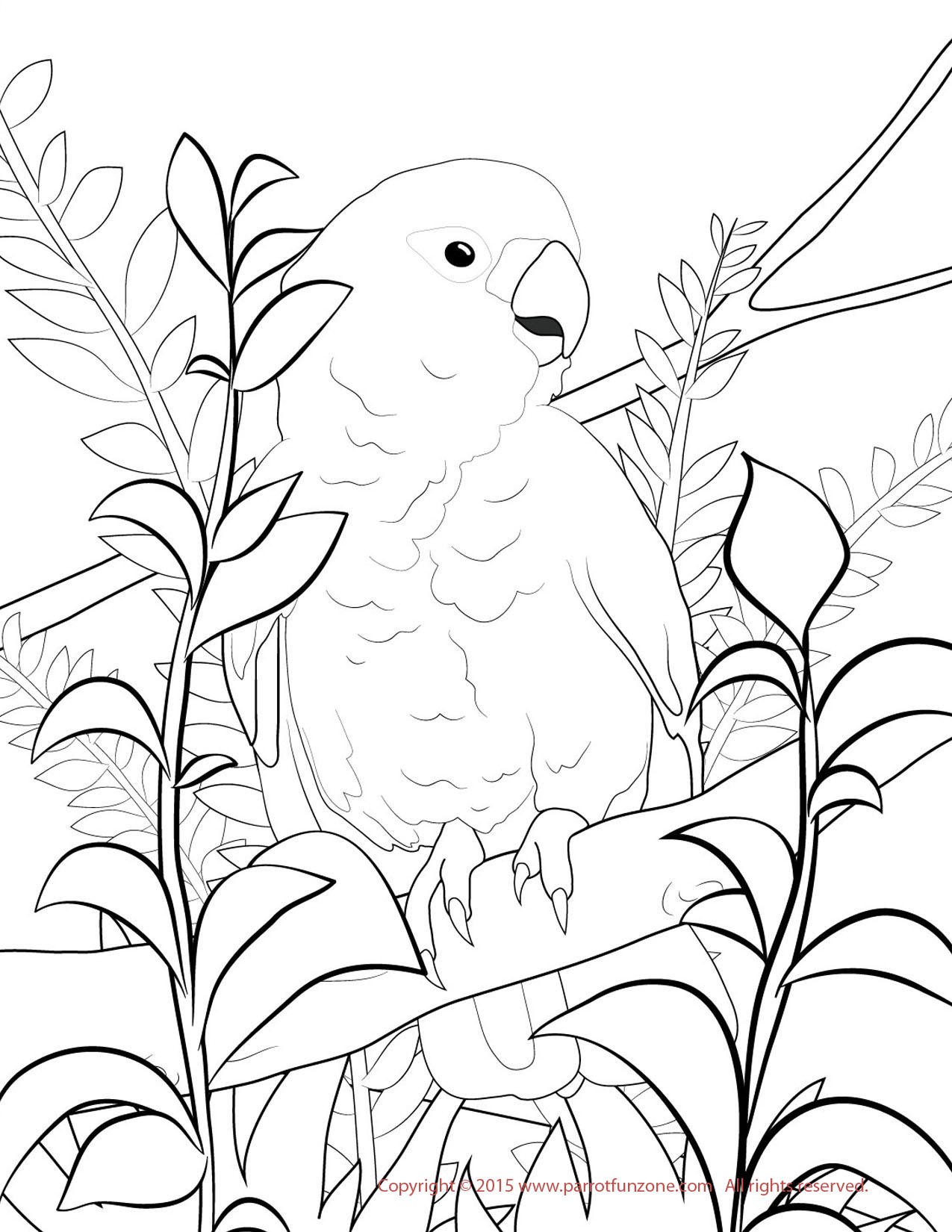 goffin cockatoo coloring page