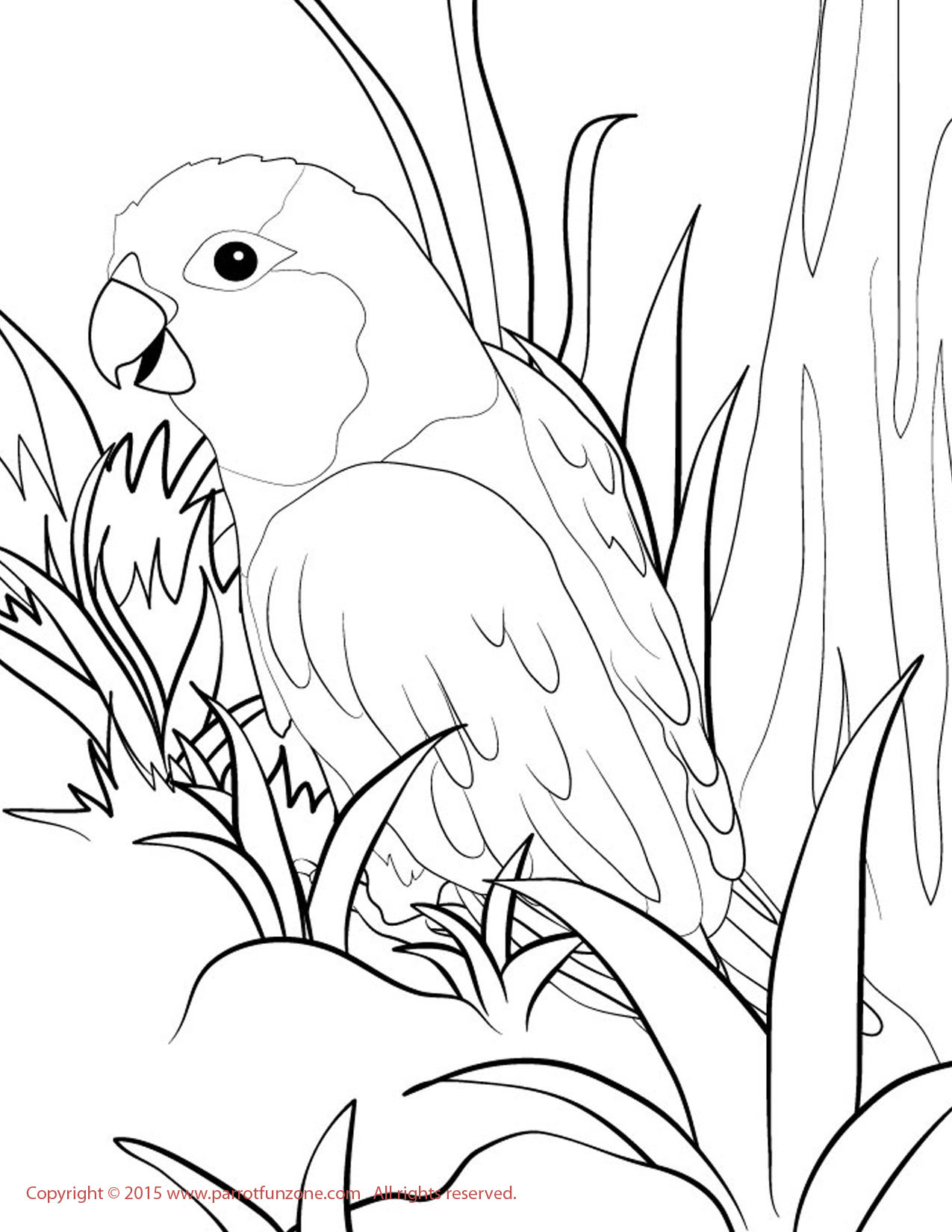 Quaker Parrot Coloring Page